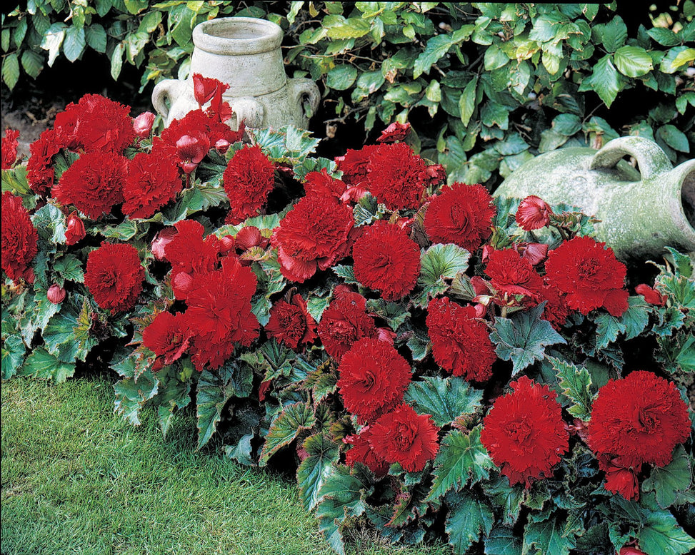 Begonia 'Fimbriata Red'