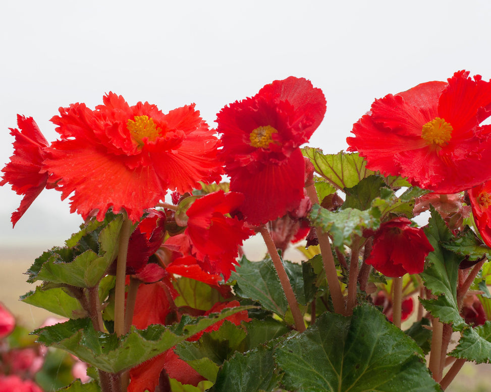 Begonia 'Fimbriata Red'