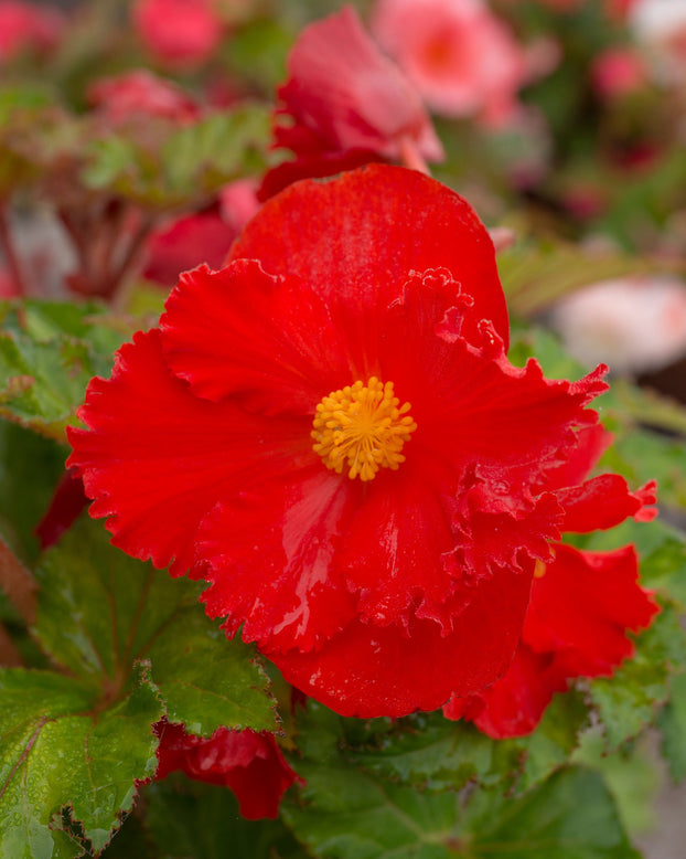 Begonia 'Fimbriata Red'