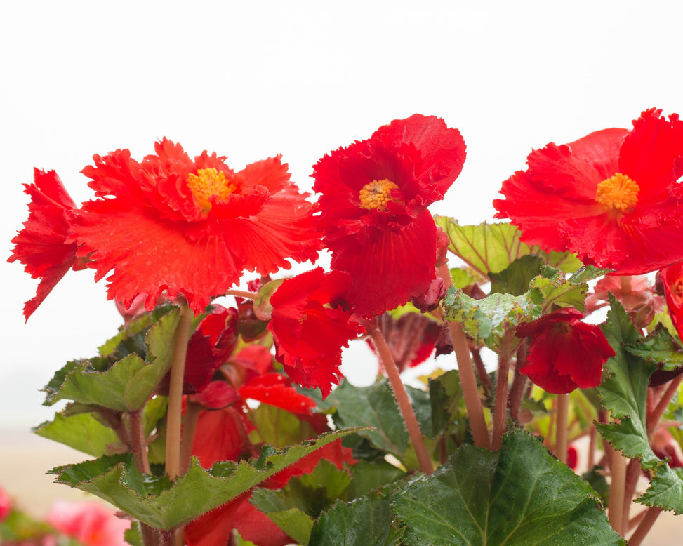 Begonia 'Fimbriata Red'