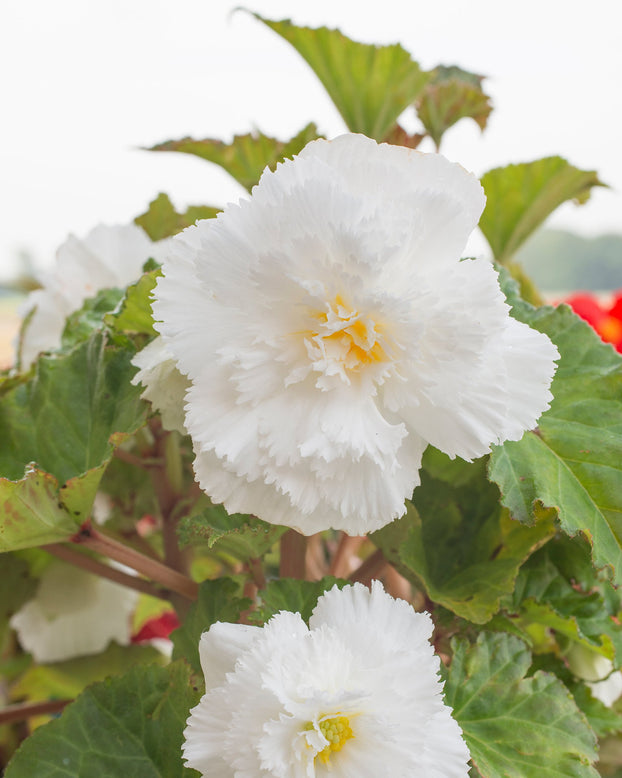 Begonia 'Fimbriata White'