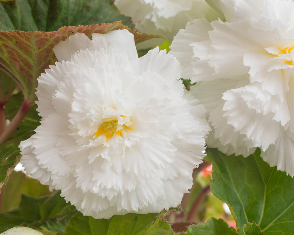 Begonia 'Fimbriata White'