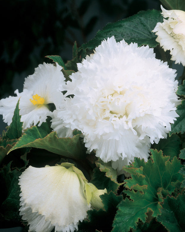 Begonia 'Fimbriata White'