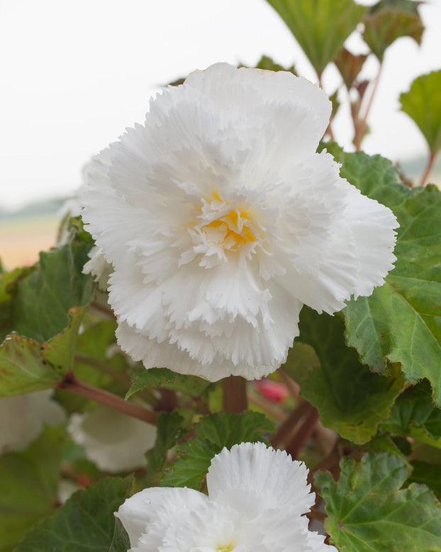 Begonia 'Fimbriata White'
