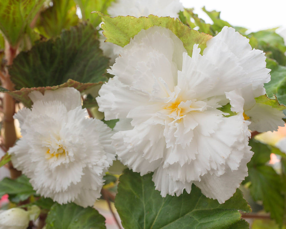Begonia 'Fimbriata White'