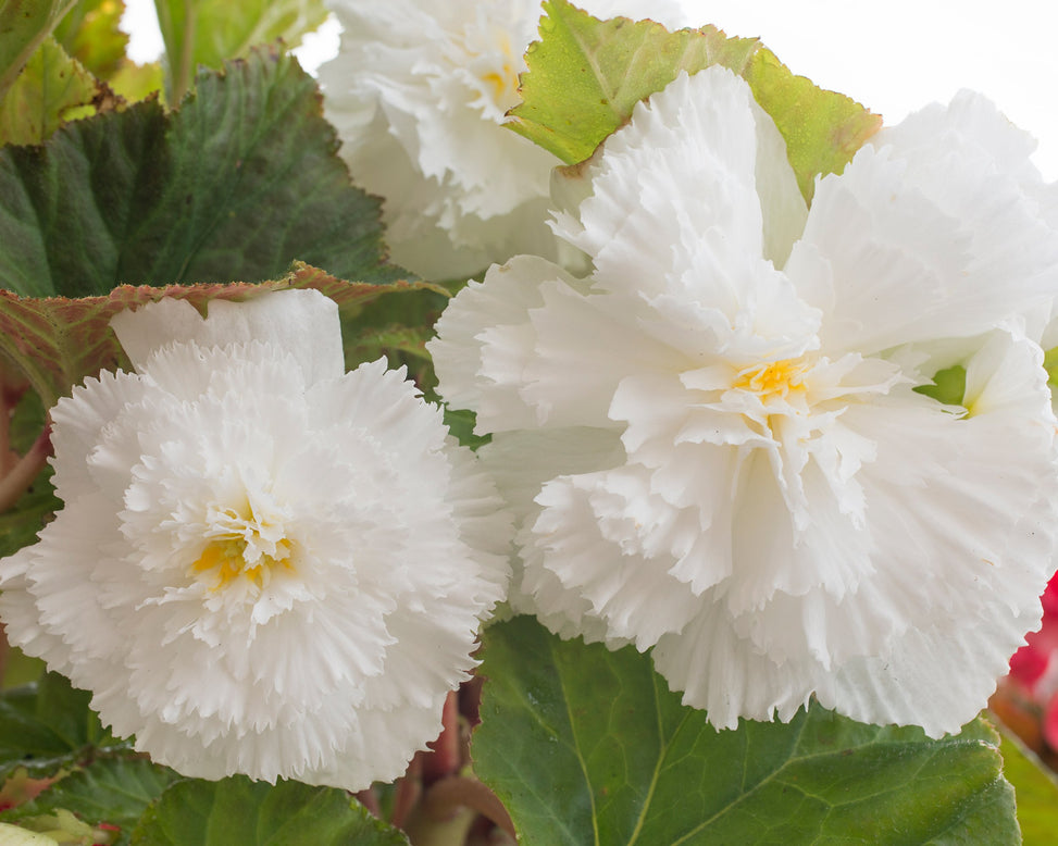 Begonia 'Fimbriata White'