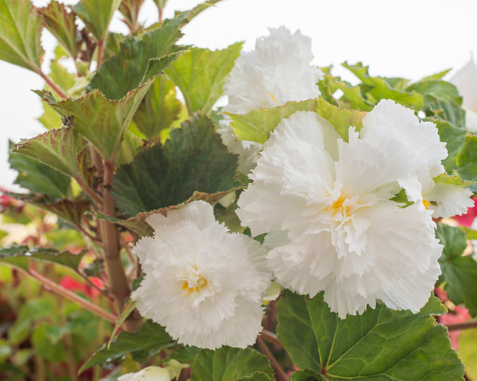 Begonia 'Fimbriata White'