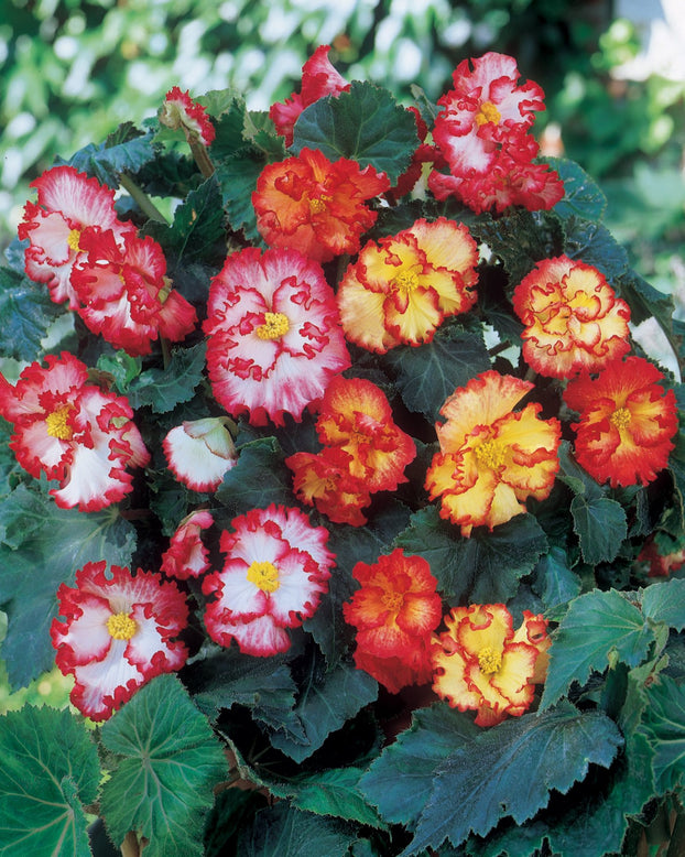 Begonia collection 'Flamenco Mixed'