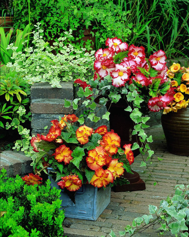 Begonia collection 'Flamenco Mixed'