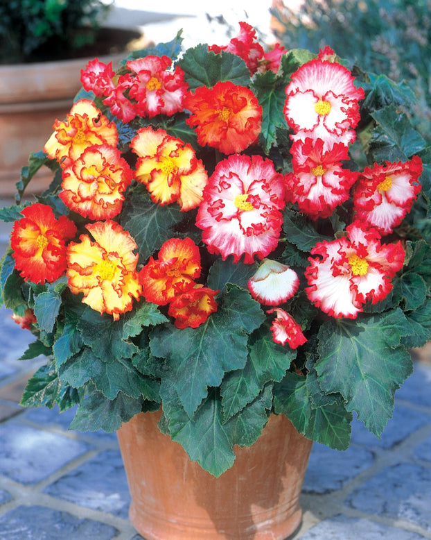Begonia collection 'Flamenco Mixed'