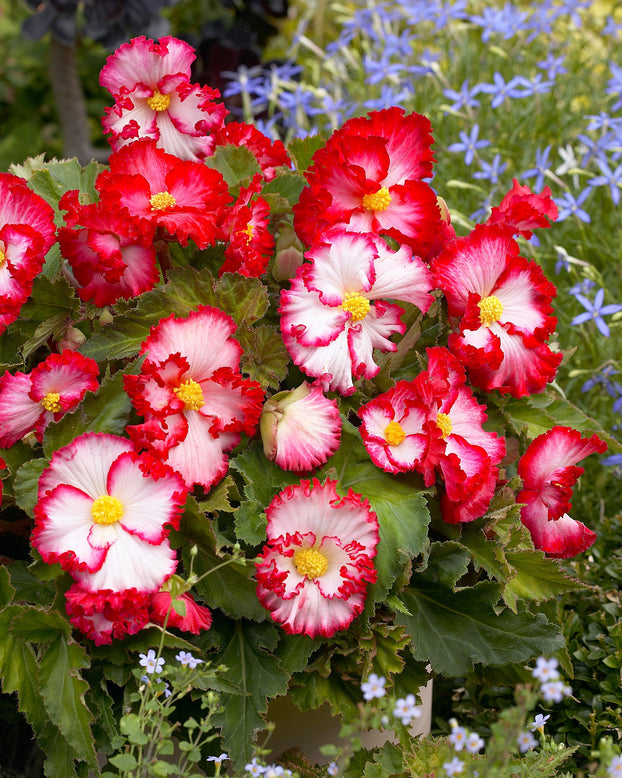 Begonia 'Flamenco White'