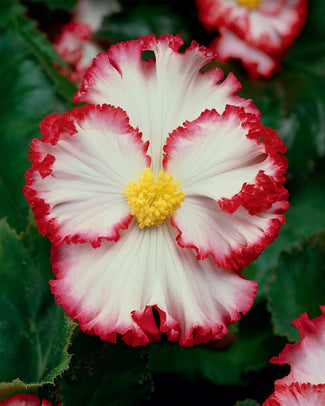 Begonia 'Flamenco White'