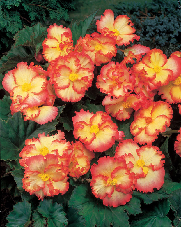 Begonia 'Flamenco Yellow'