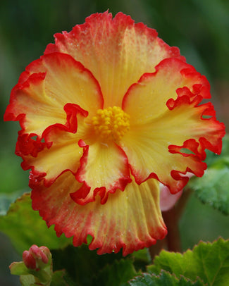 Begonia 'Flamenco Yellow'