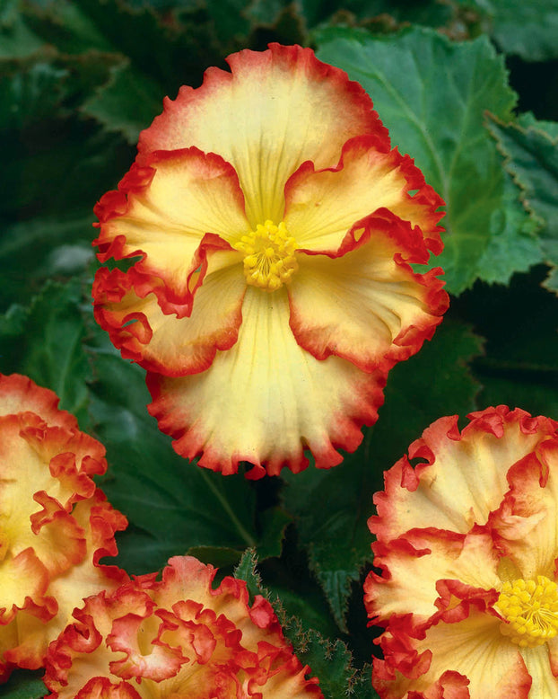 Begonia 'Flamenco Yellow'