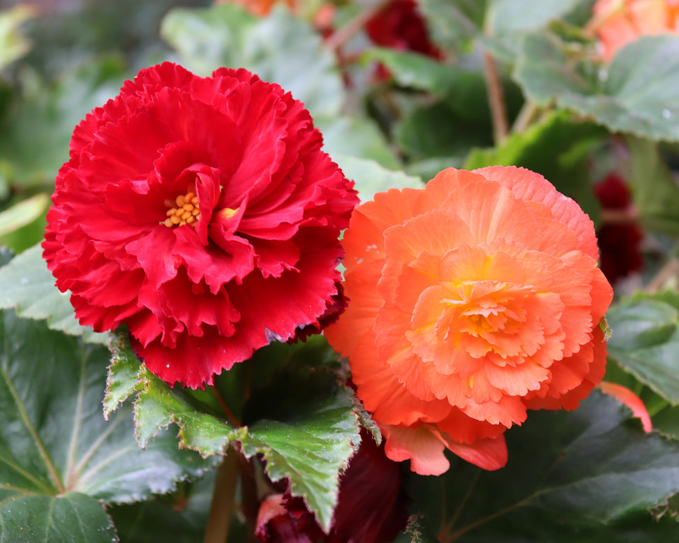 Begonia collection 'Fringed Friends'