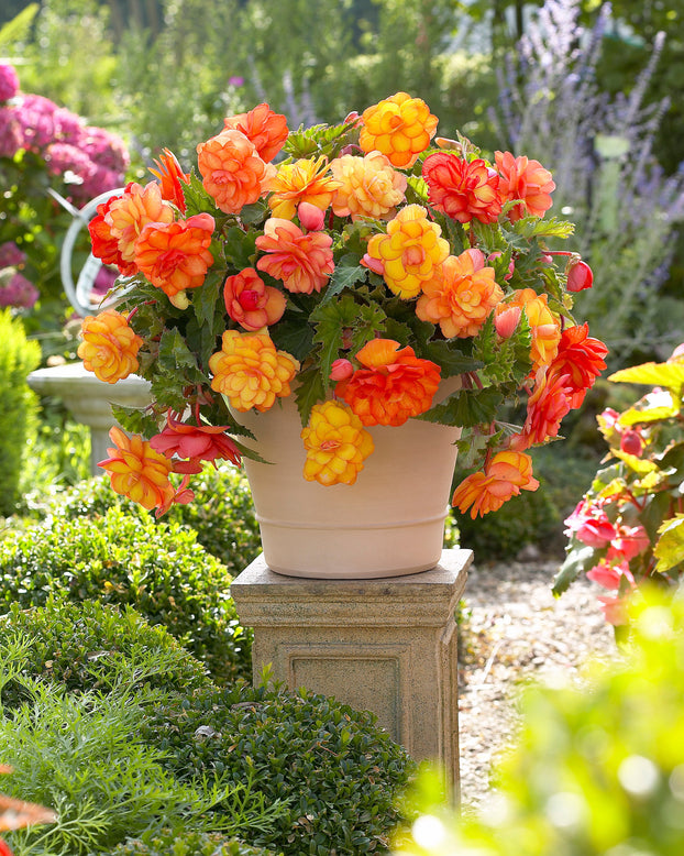 Begonia 'Golden Balcony'