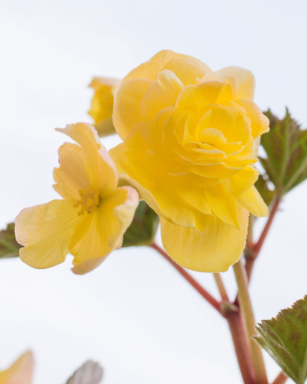 Begonia 'Pendula Yellow'