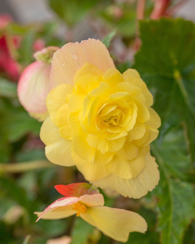Begonia 'Pendula Yellow'