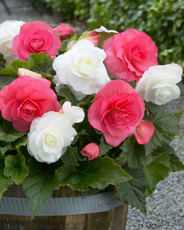 Begonia collection 'Kent'