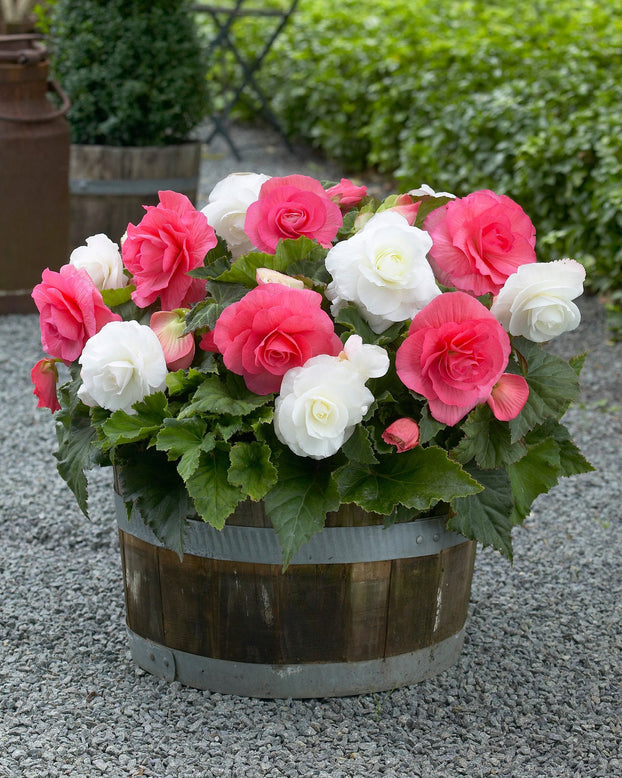 Begonia collection 'Kent'
