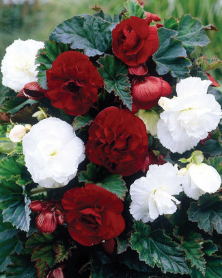Begonia collection 'London'