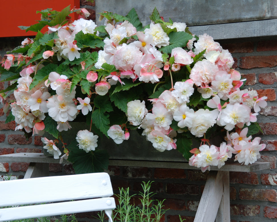 Begonia odorata 'Angelique'