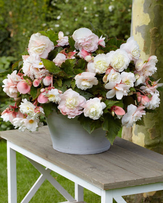 Begonia odorata 'Angelique'
