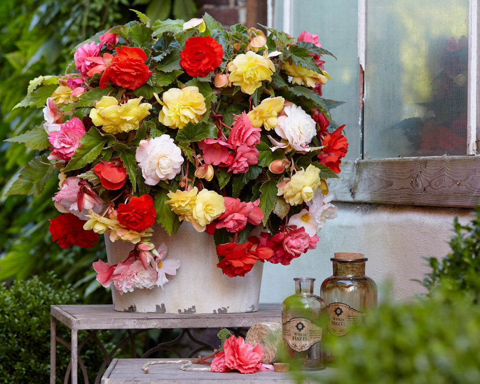 Begonia odorata 'Mixed'