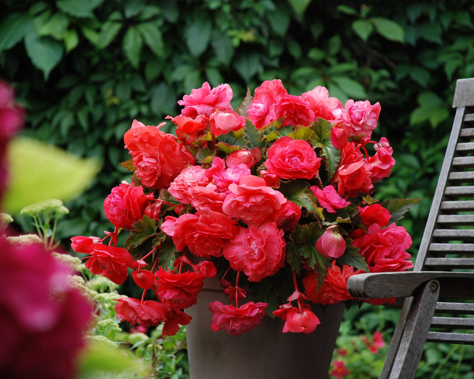 Begonia odorata 'Pink Delight'