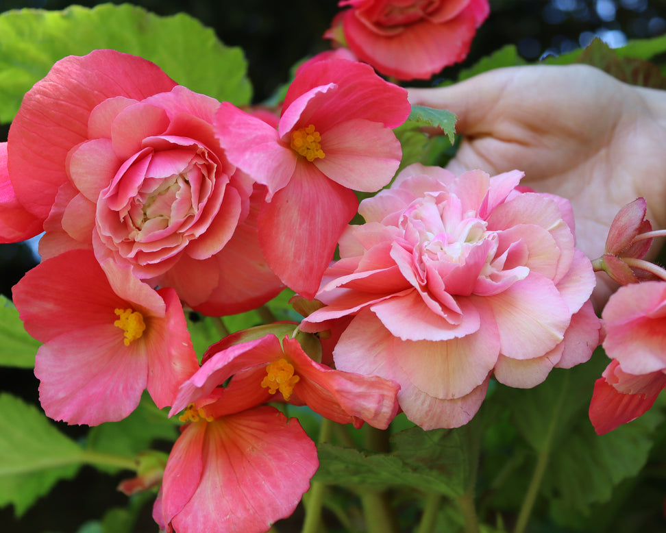 Begonia odorata 'Pink Delight'