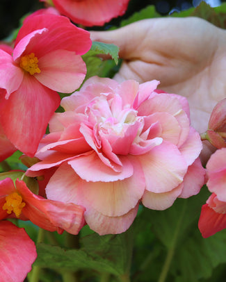 Begonia odorata 'Pink Delight'