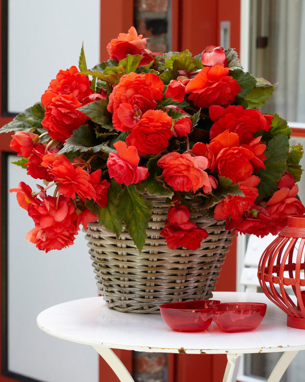 Begonia odorata 'Red Glory'