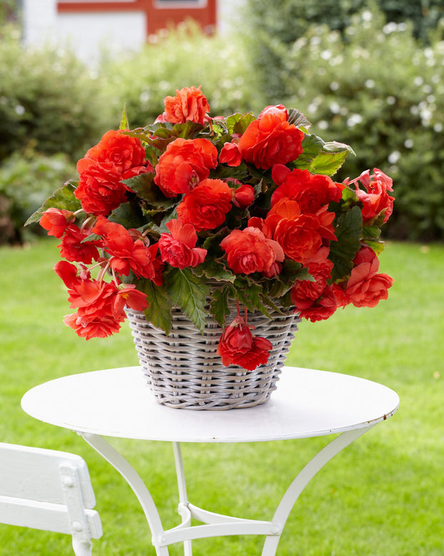 Begonia odorata 'Red Glory'