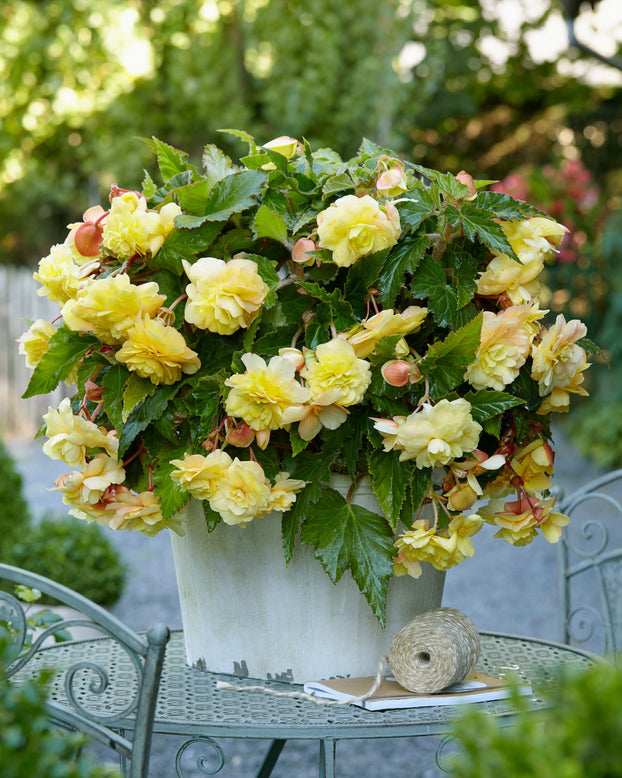 Begonia odorata 'Sunny Dream'