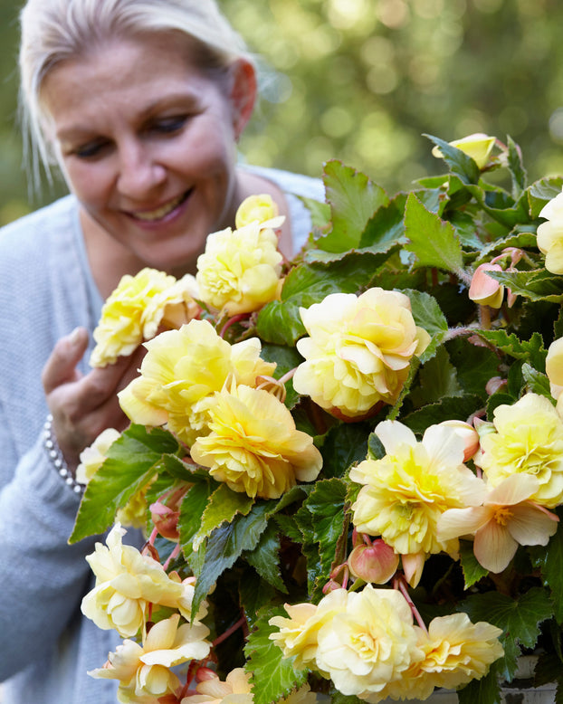 Begonia odorata 'Sunny Dream'