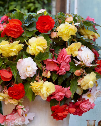 Begonia odorata 'Mixed'