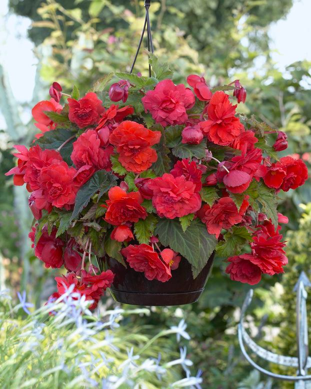Begonia odorata 'Red Glory'