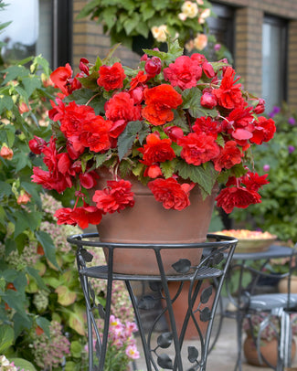 Begonia odorata 'Red Glory'