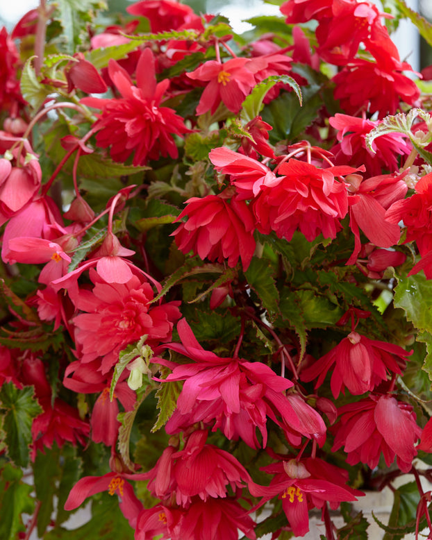 Begonia 'Pendula Pink'