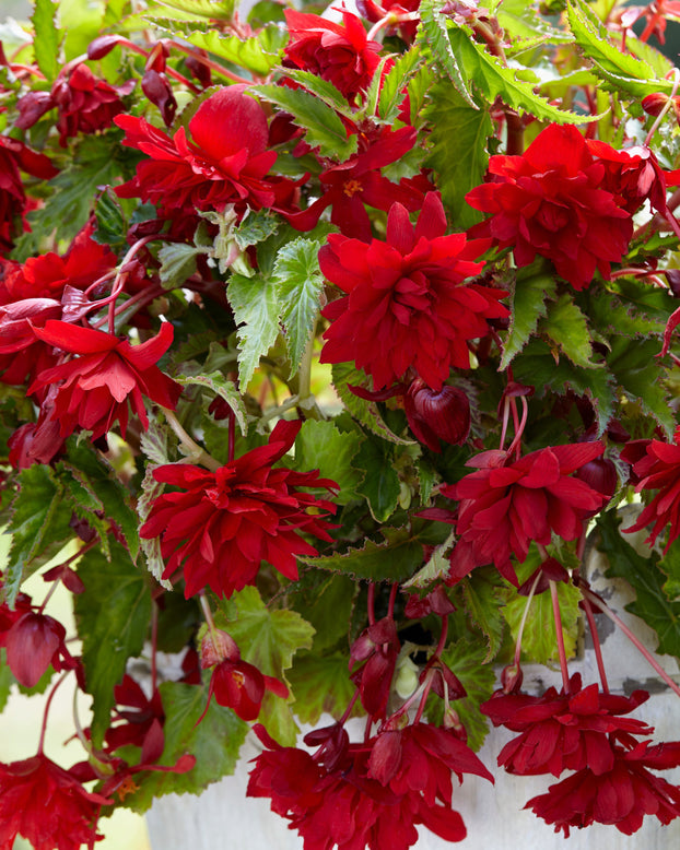 Begonia 'Pendula Red'