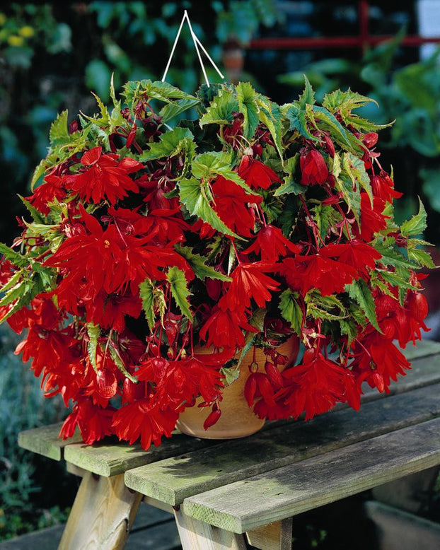 Begonia 'Pendula Red'
