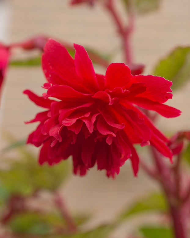 Begonia 'Pendula Red'
