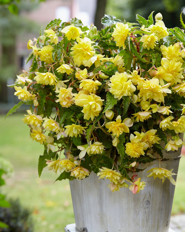 Begonia 'Pendula Yellow'