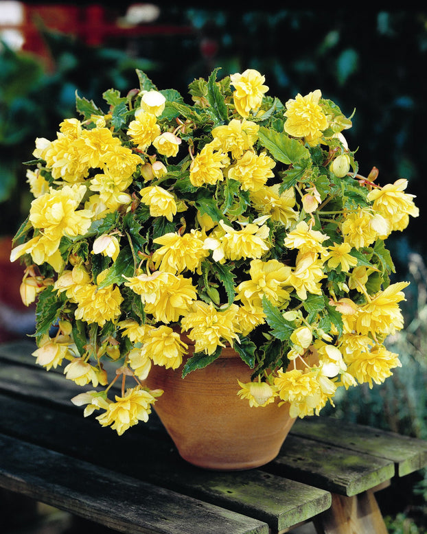 Begonia 'Pendula Yellow'