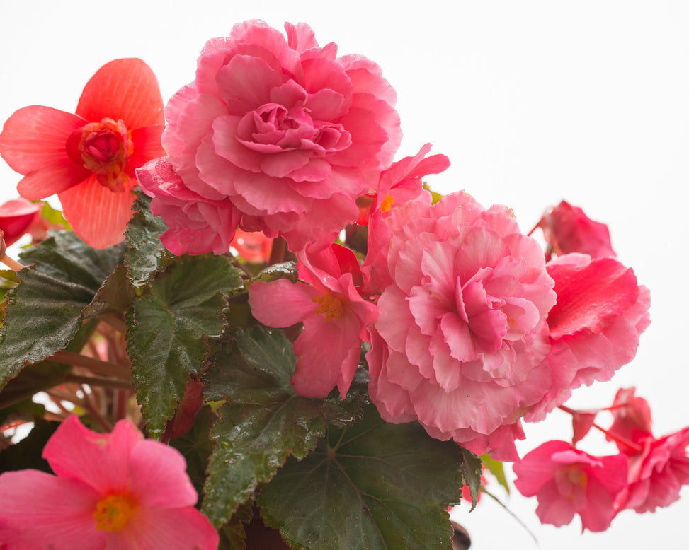 Begonia odorata 'Pink Delight'