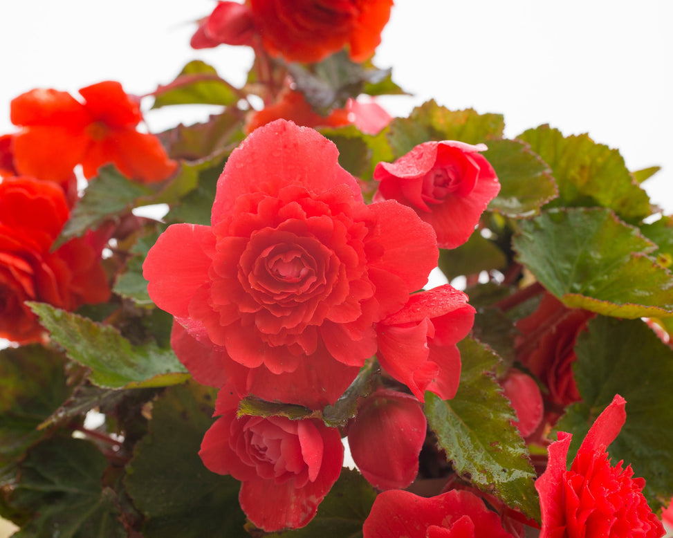 Begonia odorata 'Red Glory'
