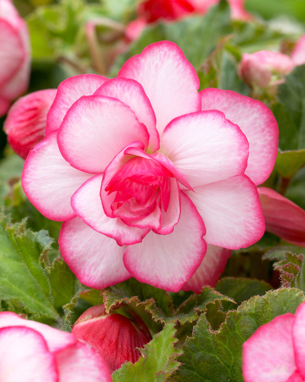 Begonia 'Rosebud'