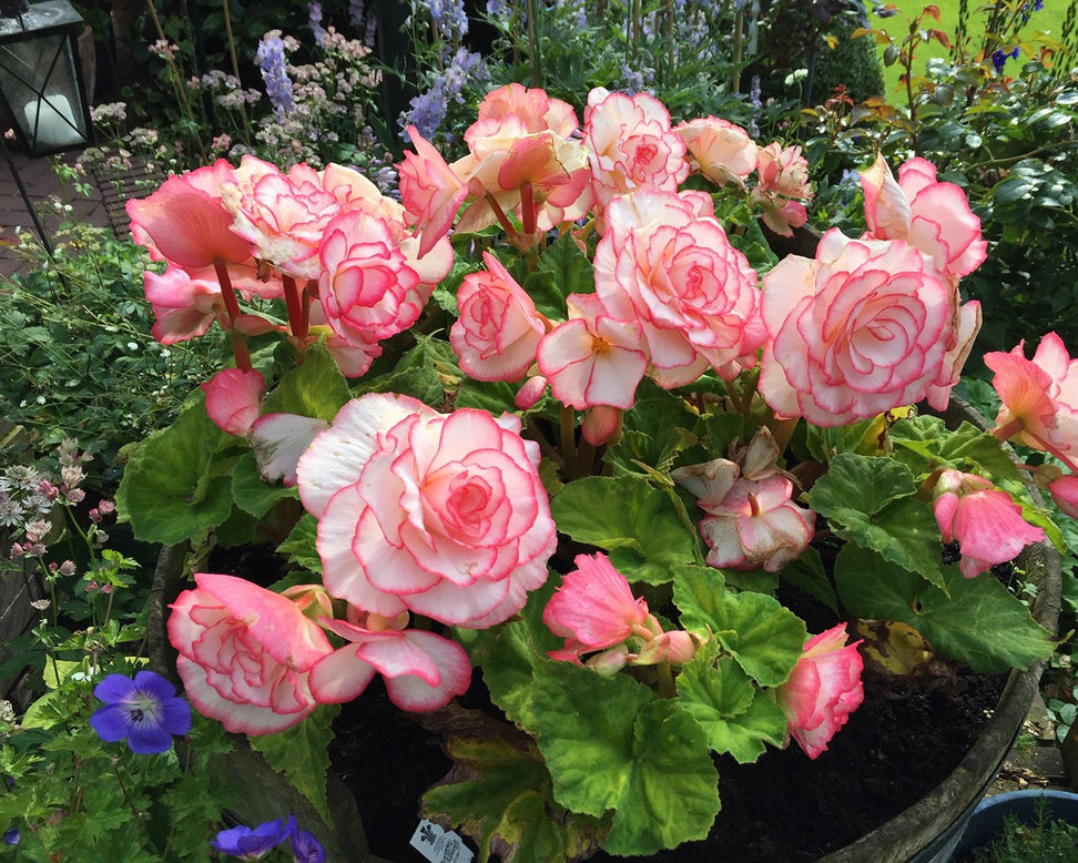 Begonia 'Rosebud'
