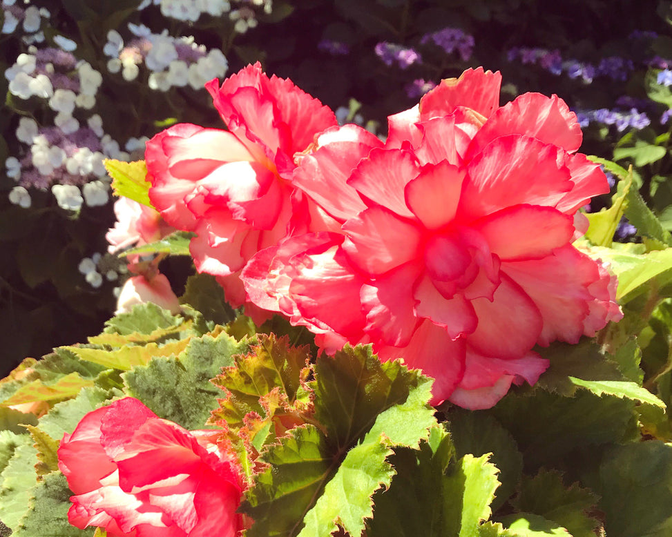 Begonia 'Rosebud'